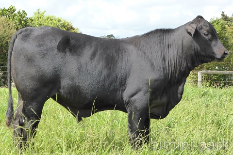 Bull BPI