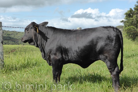 Heifers