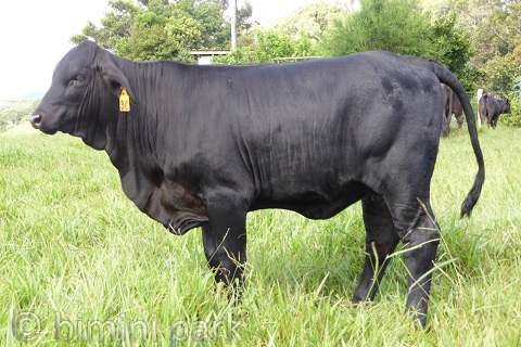 Heifers