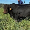 Brangus Bull - SOLD