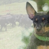 Bimini Pup to be auctioned at Mareeba Saleyards February 11th