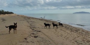 Bimini Kelpies at the beach