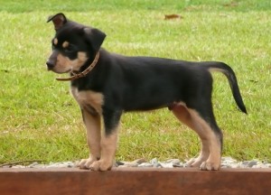 Diesel Dec 24