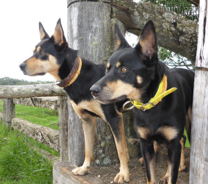 Oscar & Millee April 20