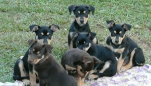 Bimini Puppies